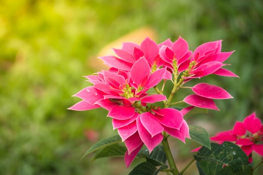 The background image of the colorful flowers, background nature