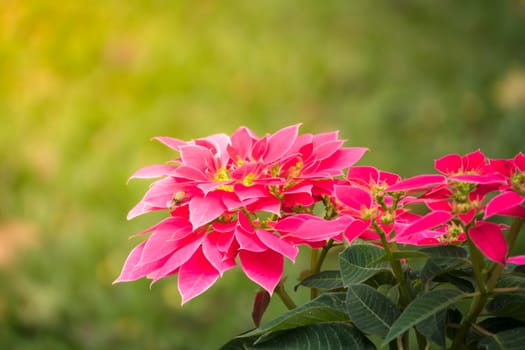 The background image of the colorful flowers, background nature