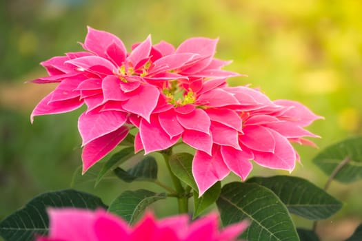 The background image of the colorful flowers, background nature