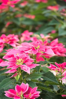 The background image of the colorful flowers, background nature