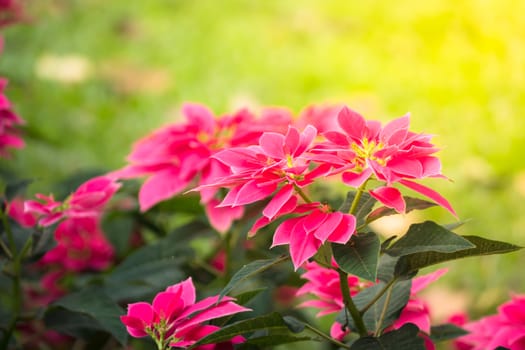 The background image of the colorful flowers, background nature