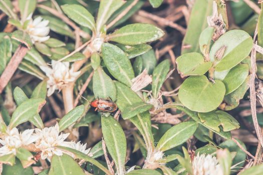 red insect in forest tone summer for background