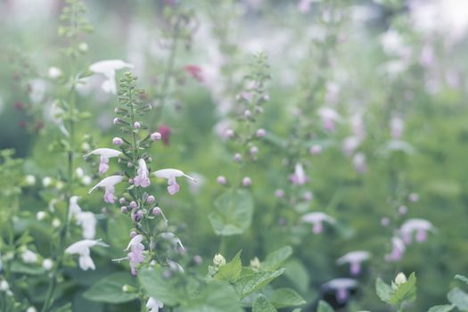 Selective focus flowers background. Amazing view of colorful flowering in the garden and green grass landscape at winter day