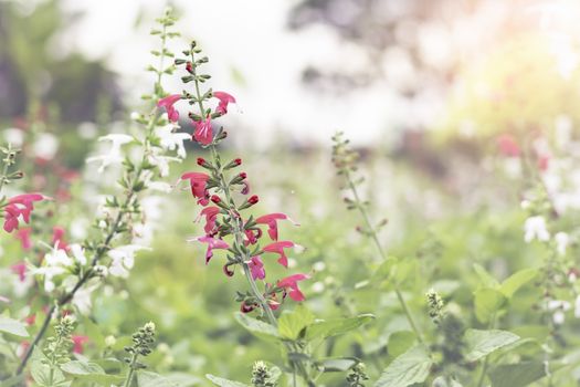 Selective focus flowers background. Amazing view of colorful flowering in the garden and green grass landscape at winter day