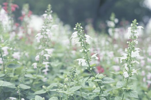 Selective focus flowers background. Amazing view of colorful flowering in the garden and green grass landscape at winter day