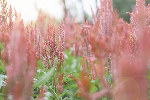 Selective focus flowers background. Amazing view of colorful  flowering in the garden and green grass landscape at winter day