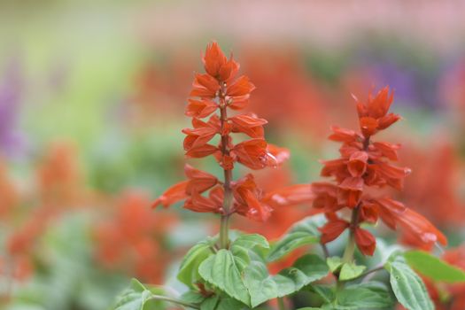 Selective focus flowers background. Amazing view of colorful  flowering in the garden and green grass landscape at winter day