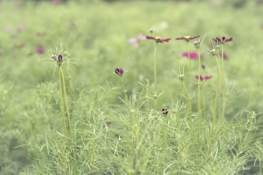 Selective focus flowers background. Amazing view of colorful flowering in the garden and green grass landscape at winter day