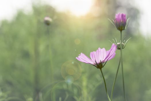 Selective focus flowers background. Amazing view of colorful flowering in the garden and green grass landscape at winter day