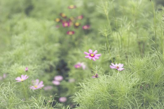 Selective focus flowers background. Amazing view of colorful flowering in the garden and green grass landscape at winter day