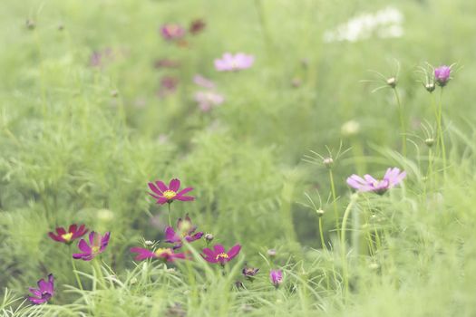 Selective focus flowers background. Amazing view of colorful flowering in the garden and green grass landscape at winter day