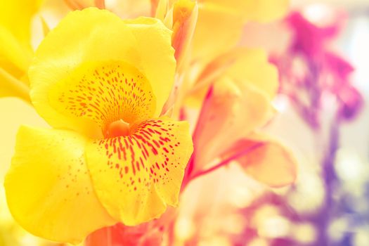 Selective focus  Yellow flower in park tone warm summer style