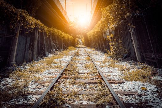 tree tunnel railway in city tone vintage