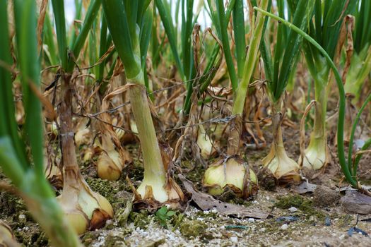 Onion farm at Duc Trong, Viet Nam, onions bulb ready to harvest for spring season, a popular agriculture product in Vietnam