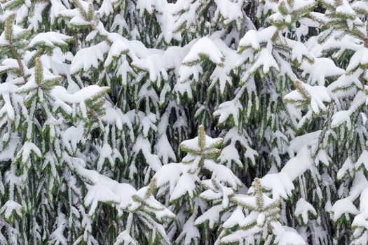 Background of branches of a spruce covered with snow closeup in cloudy day
