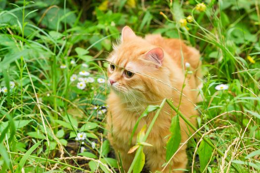 Carefully looking ginger cat in the woods among the tall grass and flowers