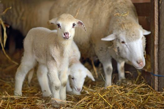 lambs and sheep  in a stable