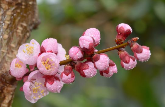 Fresh, pink, soft spring cherry tree blossoms and dew drops