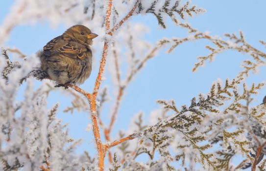 Little Sparrows on pine tree branch in winter