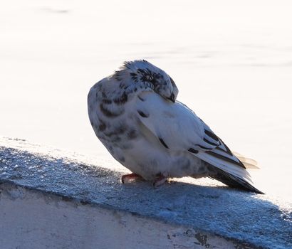 Animals in winter dove basks in the sun in Park