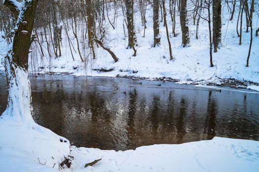 animal life in the winter wild ducks swimming on the river