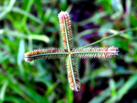 Crowfoot grass close up in nature.