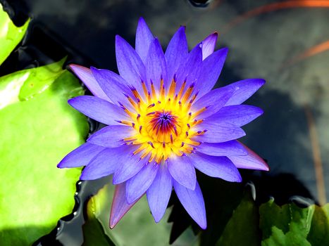 One purple lotus flower on swimming pool.
