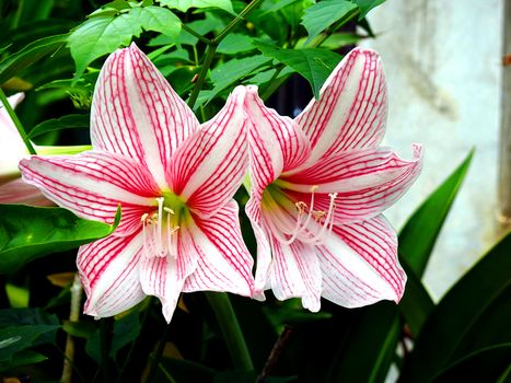 Two red lily on garden.