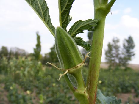 Okra pictures