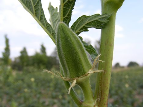 Okra pictures