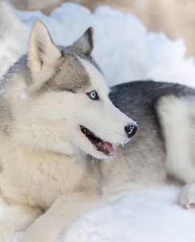 Husky puppy with blue eyes outdoors in winter
