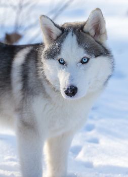 Husky puppy with blue eyes outdoors in winter