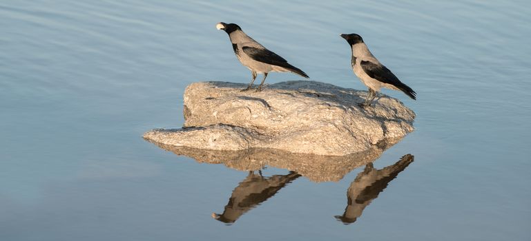 two crows on a stone in the water