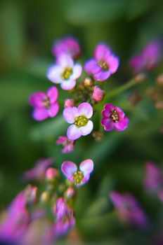 Beautiful pink flowers background at summer garden