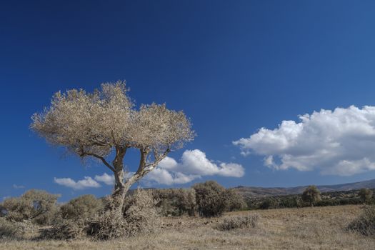 blue sky with white tree that is full of road dust