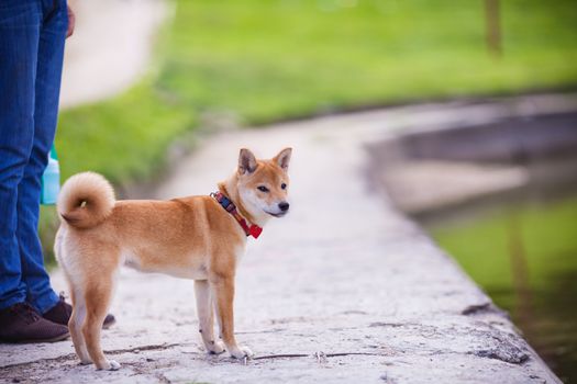 A young shiba inu in green garden