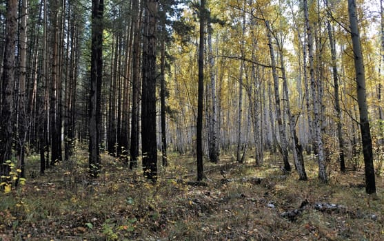Sunny yellow autumn birch forest in warm October