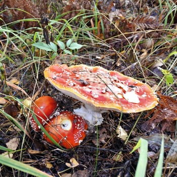 The spotted red fly agaric in autumn forest. Mushroom on a glade in autumn mushroom forest. Mushroom with red cap or head