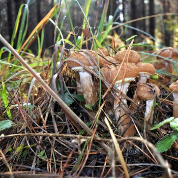 Honey agaric mushroom in the autumn forest. Group of fresh Honey fungus growing on a tree stump with gold and red autumn fallen leaves