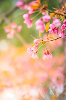 Sakura flowers blooming blossom in Chiang Mai, Thailand, nature background