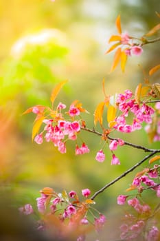 Sakura flowers blooming blossom in Chiang Mai, Thailand, nature background