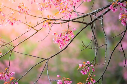 Sakura flowers blooming blossom in Chiang Mai, Thailand, nature background