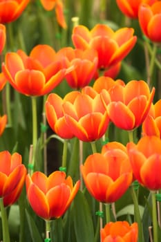 Tulip. Beautiful bouquet of tulips. colorful tulips. tulips in spring,colourful tulip