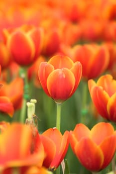 Tulip. Beautiful bouquet of tulips. colorful tulips. tulips in spring,colourful tulip