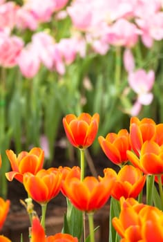 Tulip. Beautiful bouquet of tulips. colorful tulips. tulips in spring,colourful tulip