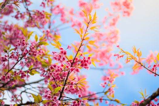 Sakura flowers blooming blossom in Chiang Mai, Thailand, nature background