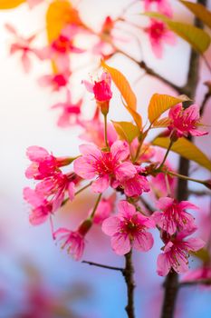 Sakura flowers blooming blossom in Chiang Mai, Thailand, nature background