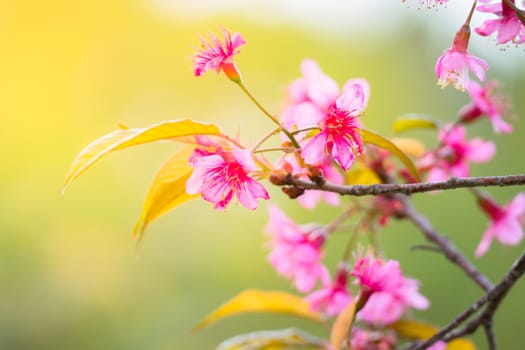 Sakura flowers blooming blossom in Chiang Mai, Thailand, nature background