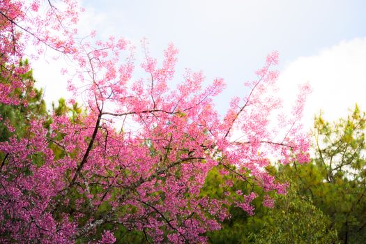 Sakura flowers blooming blossom in Chiang Mai, Thailand, nature background