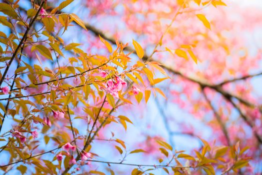 Sakura flowers blooming blossom in Chiang Mai, Thailand, nature background